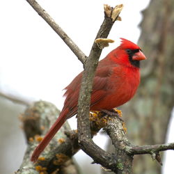 Close-up of bird perching on branch