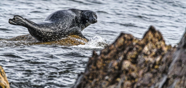 Seal on rock in sea