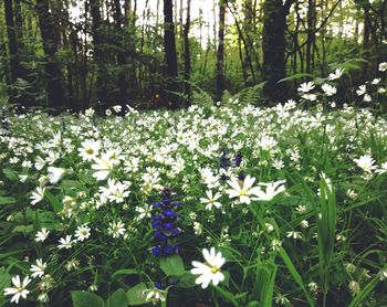 Flowers blooming in forest