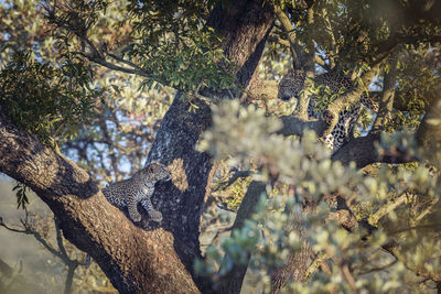 View of squirrel on tree in forest