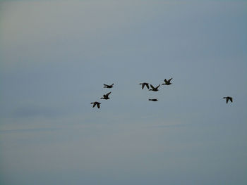 Low angle view of birds flying against clear sky