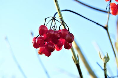 Low angle view of fruits hanging on tree