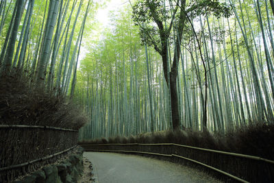 View of bamboo trees in forest