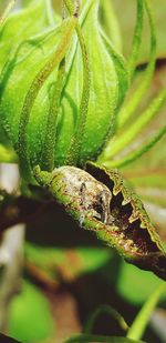 Close-up of insect on leaf