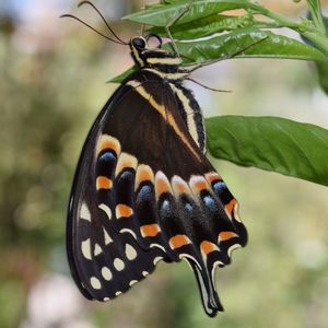 Close-up of butterfly on leaf