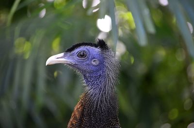 Close-up of a bird looking away