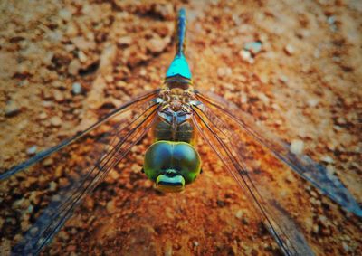 Close-up of insect