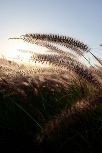 Close-up of stalks in field against clear sky