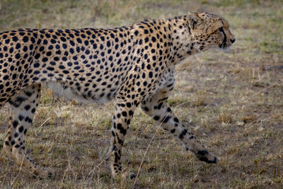 Side view of a cat walking