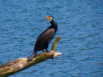 Cormorant perching on tree over lake