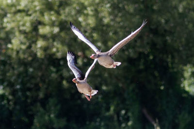 Bird flying over a tree