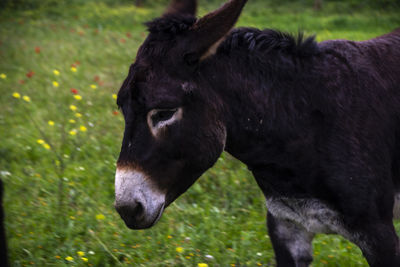 Close-up of a horse