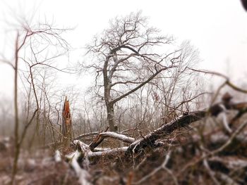 Bare trees in the dark