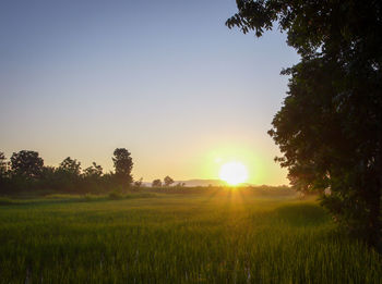 Scenic view of field against clear sky during sunset