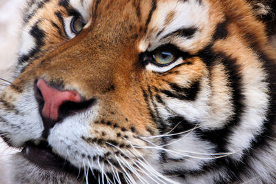 Extreme close-up of tiger