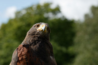 Close-up of a bird against blurred background