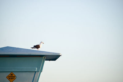 Low angle view of seagull perching on roof against clear sky