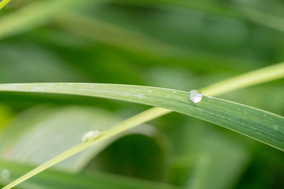 Close-up of wet plant