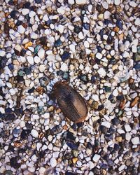 Full frame shot of pebbles