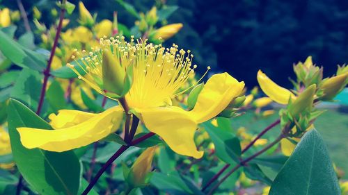 Close-up of yellow flower