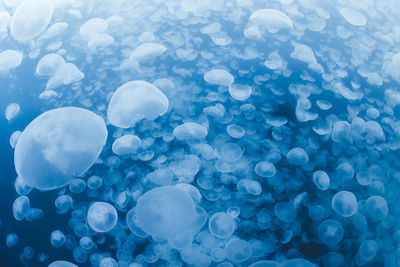Close-up of jellyfish in sea