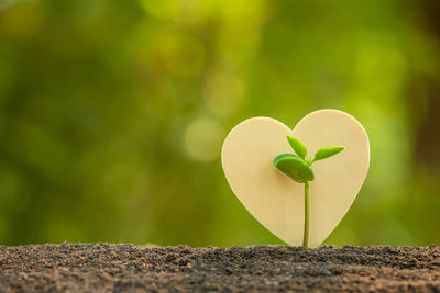 Close-up of heart shape leaf