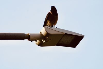 Low angle view of bird perching on metal against sky