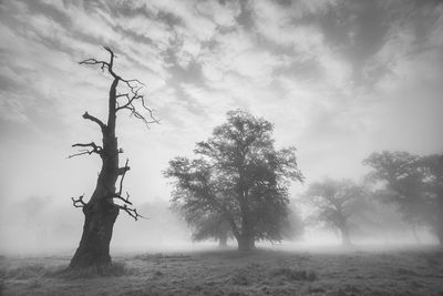 Trees on field against sky