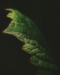 Close-up of lizard on black background