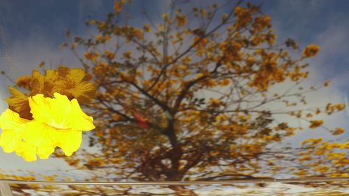 Close-up of yellow flowers on tree during autumn