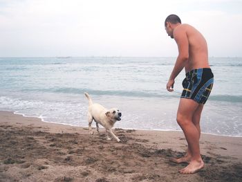 Dog standing on beach