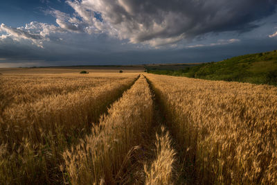 Scenic view of agricultural field against sky