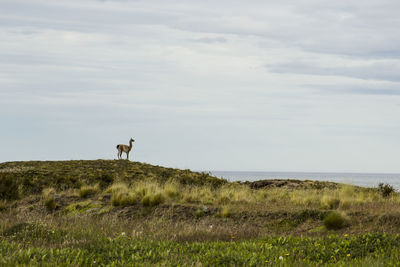 View of horse on field against sky