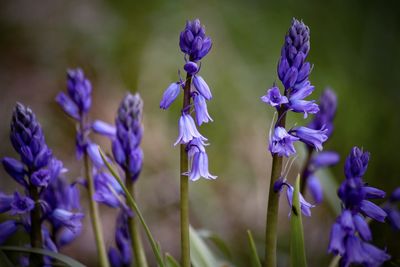 Close-up of purple flowering plants