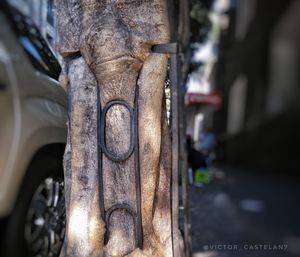 Close-up of tree trunk