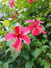 Close-up of pink hibiscus blooming outdoors