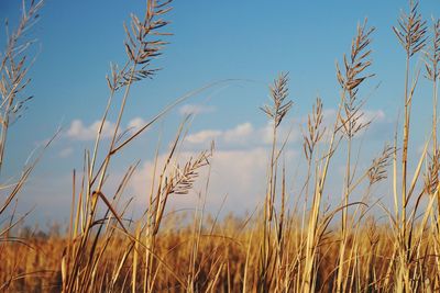 Low angle view of wheat growing on field against sky