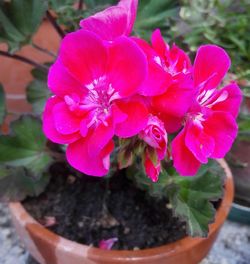 Close-up of pink flower