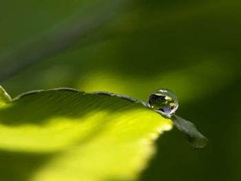 Close-up of water drop on leaf