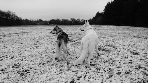 Dog standing on field