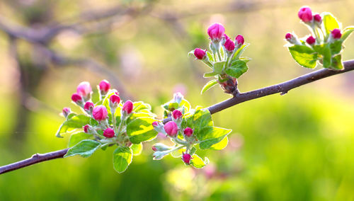 Close-up of pink flowers blooming outdoors