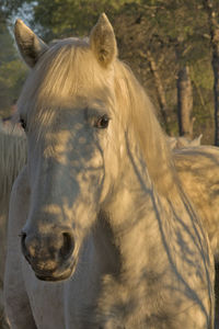 Close-up of a horse