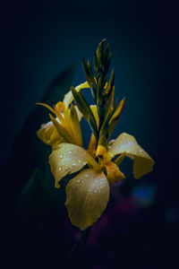 Close-up of flower against black background