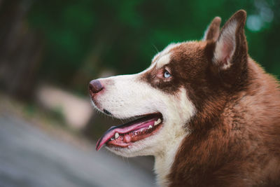 Cute siberian husky dog sit and looking at something in the garden, on natural background