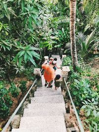 High angle view of trees by plants