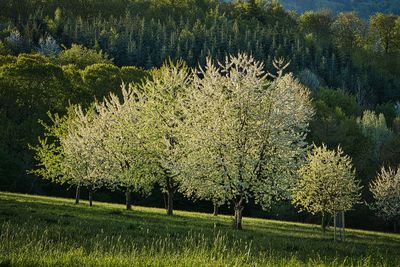 View of pine tree in field