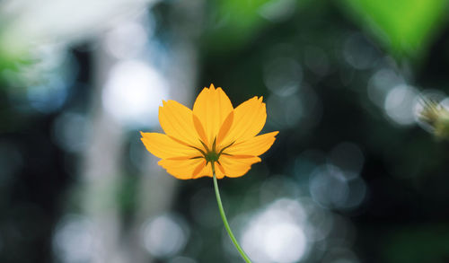 Close-up of yellow flower against blurred background