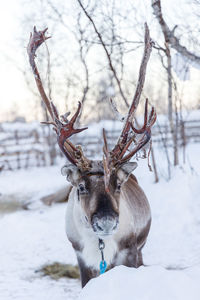 Reindeer resting in the barn