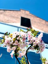 Low angle view of pink flowering plant