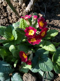 Close-up of pink flowers blooming outdoors